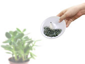 04-teatree.jpg