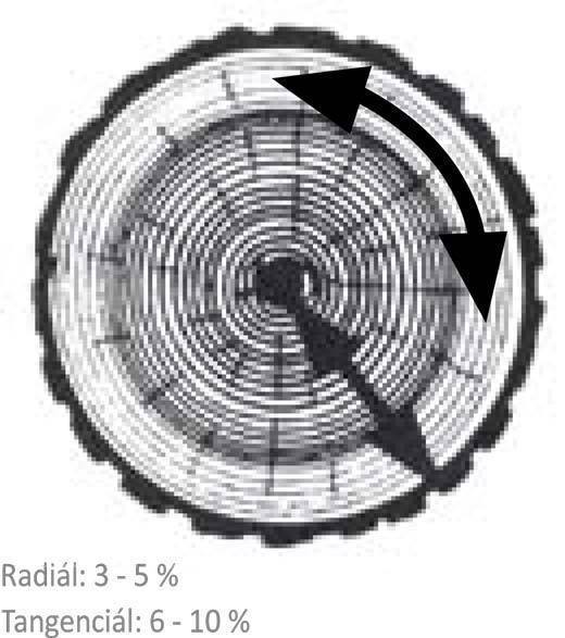Změny rozměrů dřeva vlivem bobtnání a sesychání v radiálním a tangenciálním směru