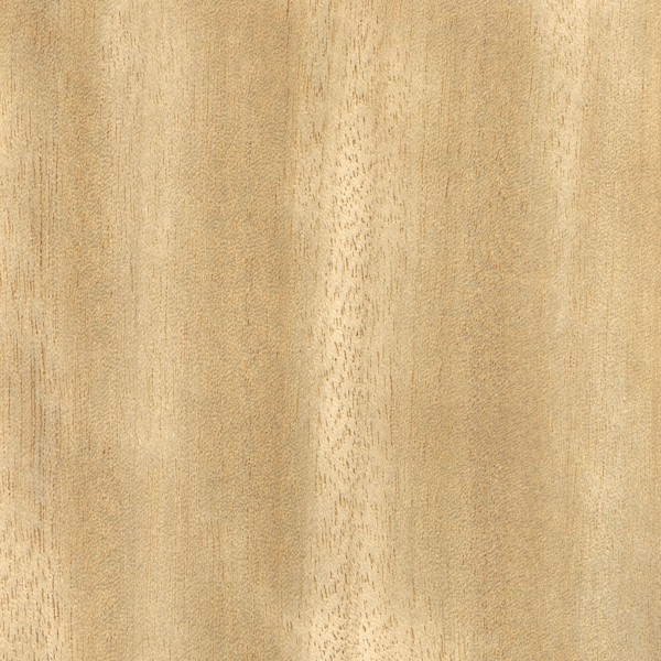 Tropické dřeviny - avodire