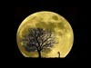 sky-big-moon-cool-tree-pictures-night.jpg